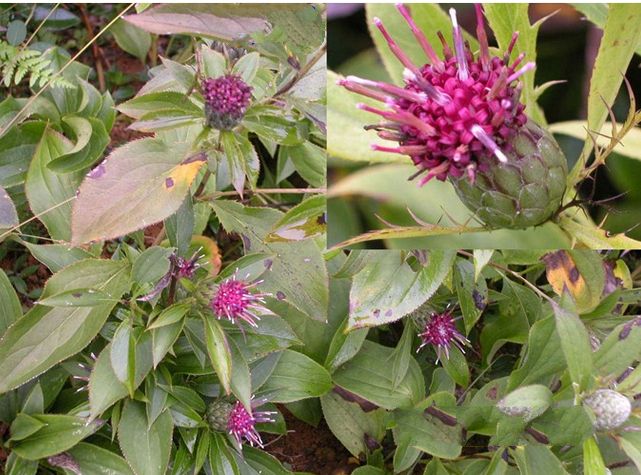 種植白術(shù)用什么水溶肥好？