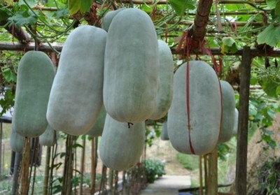 種植高產(chǎn)冬瓜的方法 種植高產(chǎn)冬瓜的方法