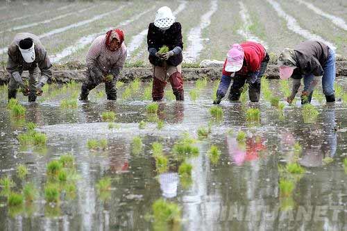 殺蟲劑廠家，殺菌劑，沖施肥，葉面肥，植物生長調(diào)節(jié)劑，農(nóng)藥廠家