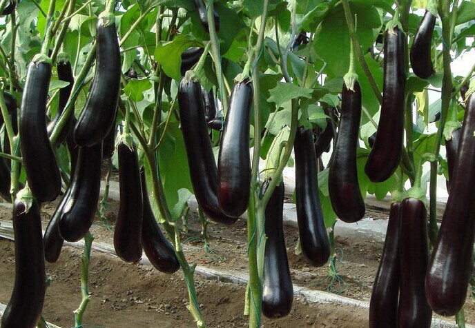 茄子水溶肥,葉面肥,沖施肥,進口水溶肥 茄子水溶肥,葉面肥,沖施肥,進口水溶肥