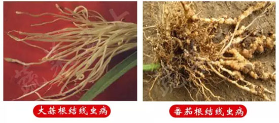 蔬菜根結(jié)線蟲怎么防治 蔬菜根結(jié)線蟲怎么防治
