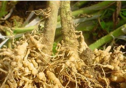 蔬菜根結(jié)線蟲怎么防治 蔬菜根結(jié)線蟲怎么防治