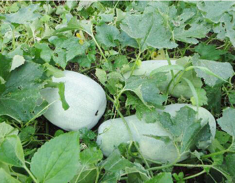 種植高產(chǎn)冬瓜的方法 種植高產(chǎn)冬瓜的方法