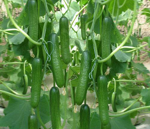 葉面肥,水溶肥,沖施肥,液體肥,進口水溶肥